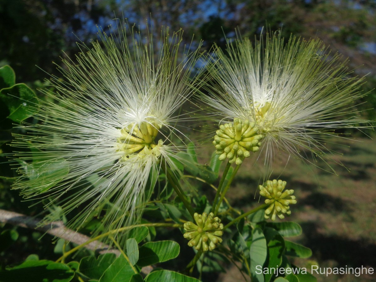 Albizia lebbeck (L.) Benth.